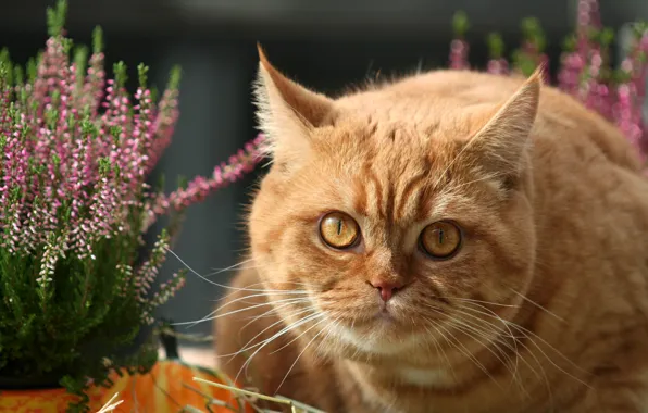 Кошка, кот, морда, цветы, портрет, сад, рыжий, лежит