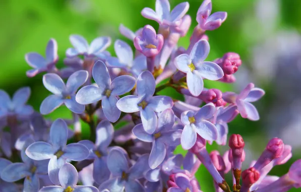 Flower, spring, lilac