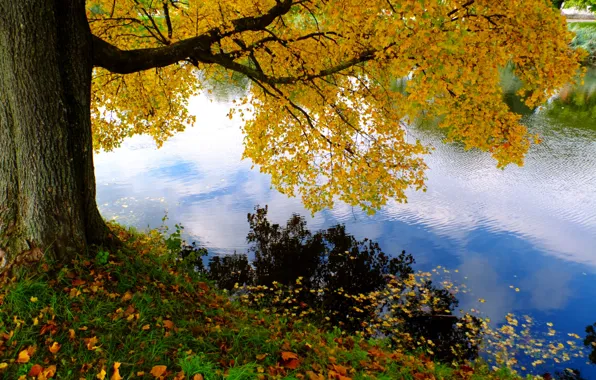 Green, river, nature, yellow, autumn
