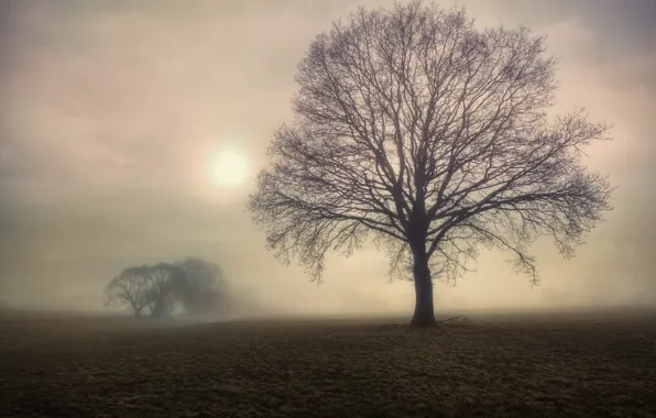Поле, деревья, туман, дерево, утро