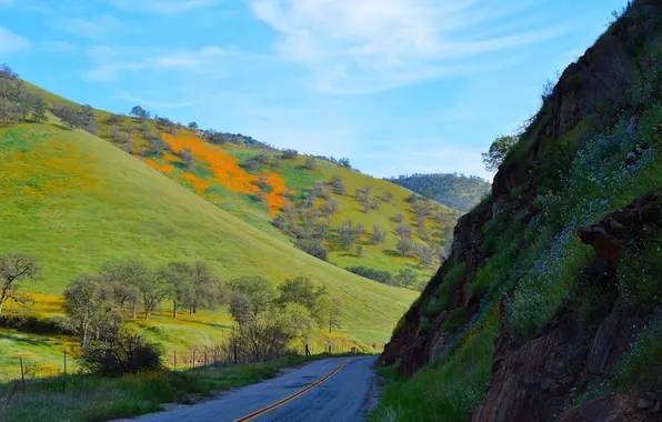 Картинка дорога, трава, деревья, горы, склон, Калифорния, США