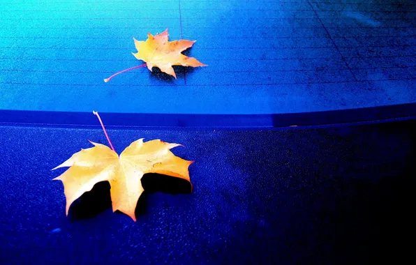 Осень, макро, листва, покрытие