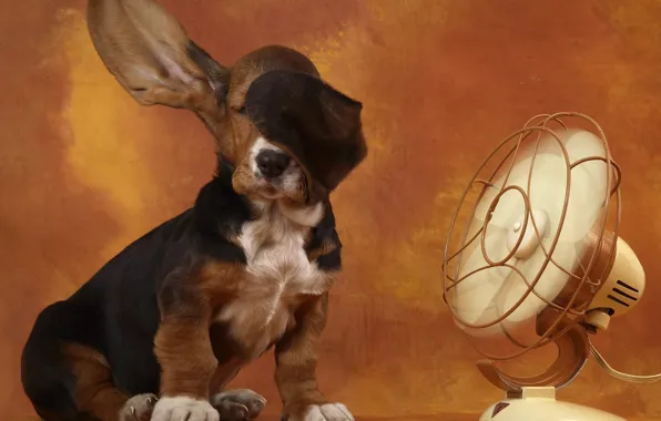 Картинка вентилятор, уши, Бассет, basset hound