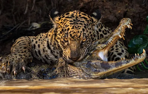 Картинка river, Ian Ford, Caiman Crunch, jaguar, hunt, caiman, кайман, ягуар