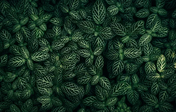 Картинка green, leaves, plants, foliage, closeup, Fittonia