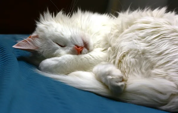 Картинка кошка, кот, спит, лежит, белая