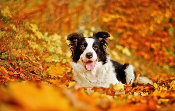 Картинка осень, листья, собака, боке, Бордер-колли