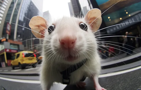 Cute, rat, living, outdoors