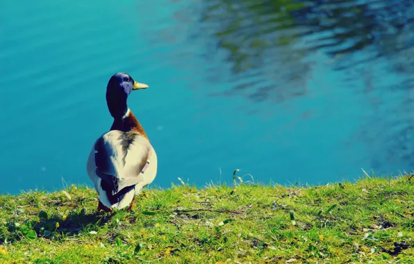 Bird, water, lake, duck