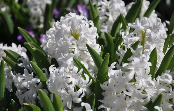 White, spring, hyacinths
