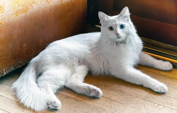 Кошка, кот, взгляд, поза, мордашка, ИИ-арт, нейросеть