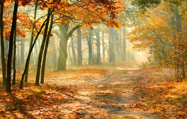 Картинка осень, лес, листопад, солнечный свет