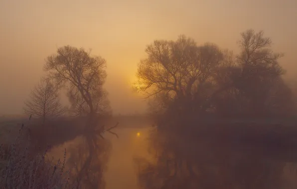 Картинка деревья, туман, река, утро
