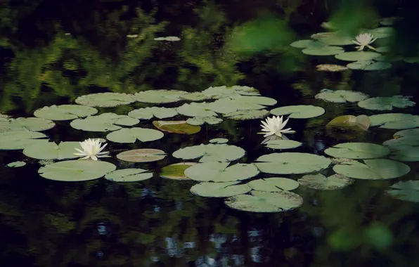 Вода, цветы, природа, пруд, водяные лилии