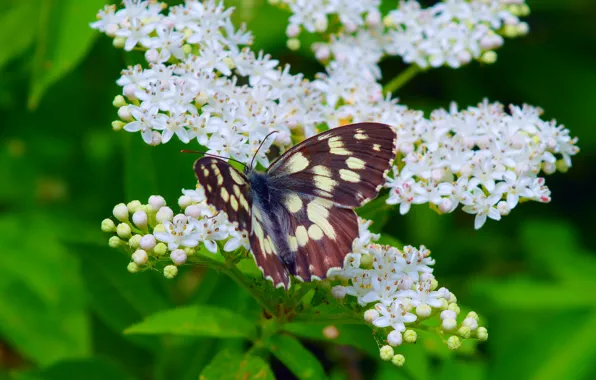 Картинка Макро, Весна, Бабочка, Spring, Цветение, Macro, Butterfly, Flowering