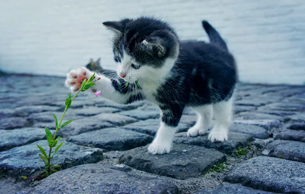 Картинка flower, kitten, cat, kitty, feline