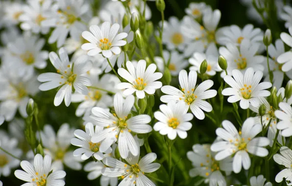 White, flower, garden, blooming