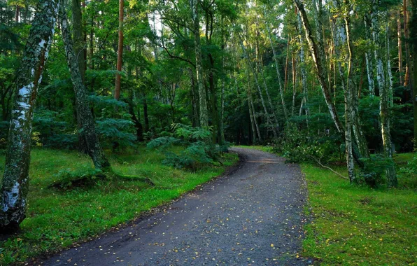 Green, forest, road