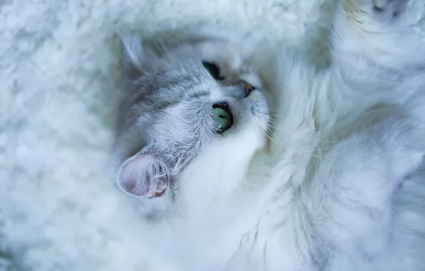 Кошка, кот, взгляд, морда, портрет, размытие, лапы, покрывало