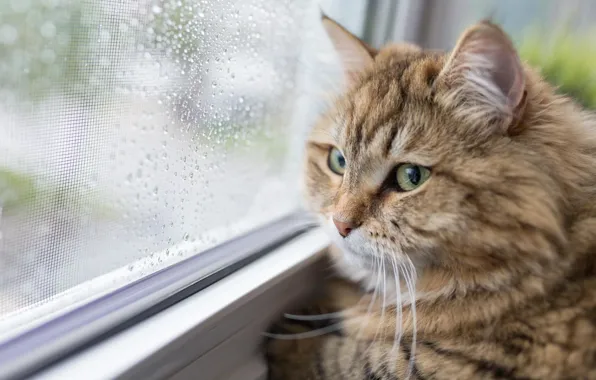 Кошка, кот, взгляд, окно, мордашка