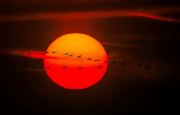 Картинка небо, солнце, полет, закат, птицы