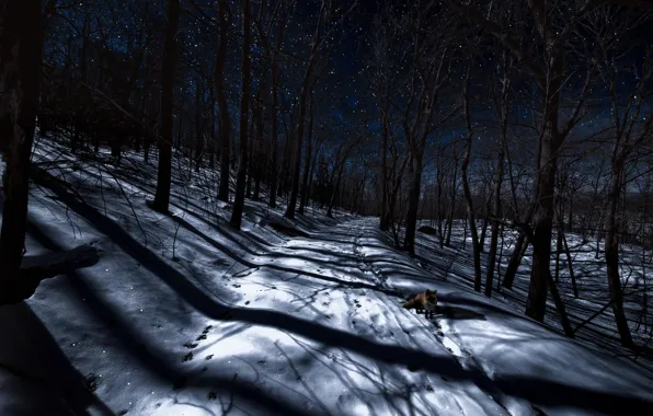 Картинка зима, лес, ночь, лиса