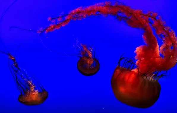 Картинка blue, orange, jellyfish, aquarium, henry doorly zoo