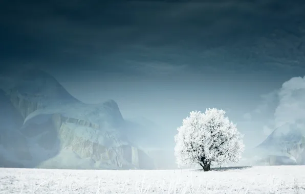 Зима, снег, горы, Дерево