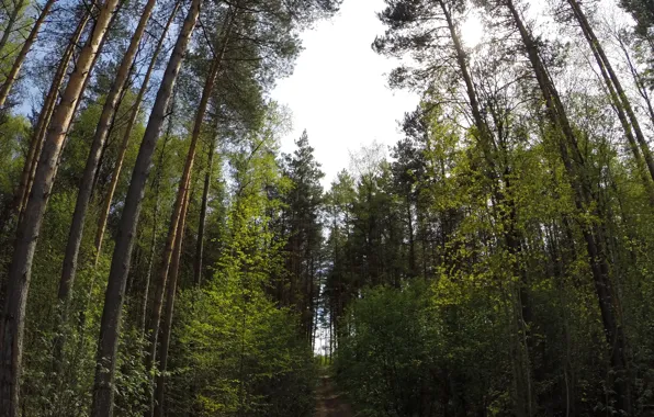 Лес, небо, облака, Деревья