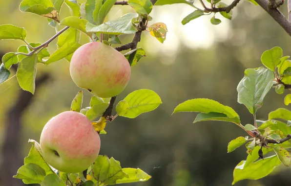 Apple, food, Fruit, twig