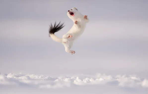 Картинка зима, snow, горностай, light background, ermine, Jose Grandio