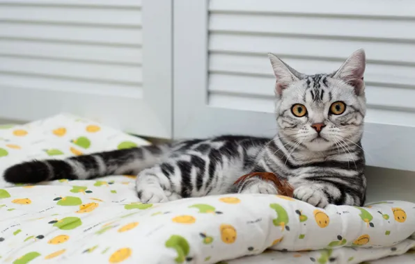 Кошка, взгляд, поза, уют, котенок, серый, фон, отдых