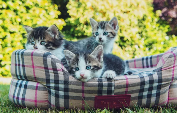 Лето, трава, взгляд, свет, кошки, природа, поляна, котята