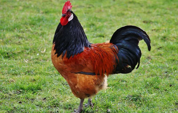 Картинка птица, петух, домашний