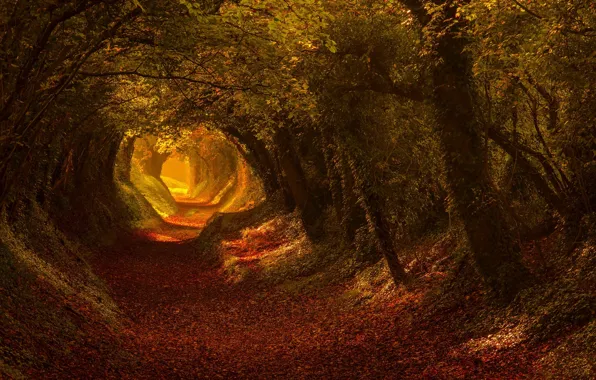 Дорога, осень, свет, деревья, природа, тропа