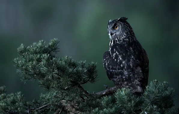 Взгляд, ветки, природа, фон, дерево, сова, птица, сидит