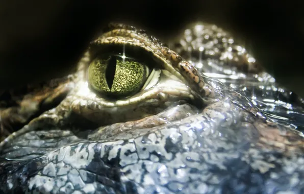 Картинка крупный план, глаз, крокодил, close-up, аллигатор, рептилия, eye, crocodile