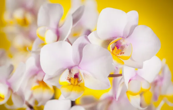 Картинка цветы, фон, орхидеи