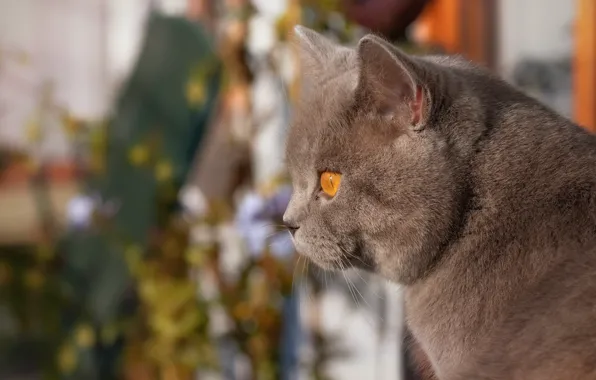 Кот, взгляд, портрет, мордочка, профиль, боке, котейка, Британская короткошёрстная кошка