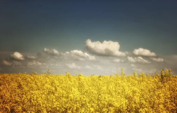 Поле, небо, облака, sky, field, clouds, рапс, colza