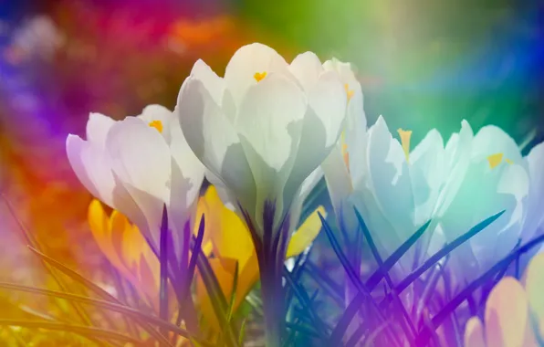 White, flower, spring, crocus, blooming