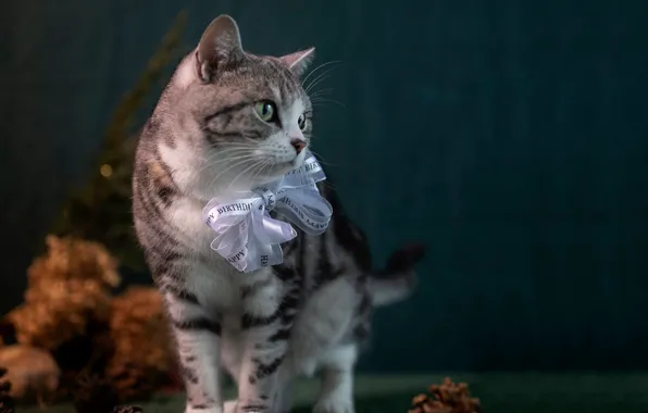 Кошка, кот, взгляд, поза, серый, стоит, бант, табби