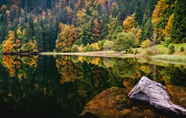 Картинка осень, лес, озеро, камень