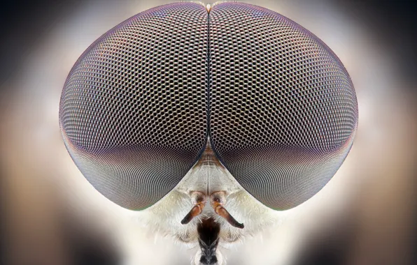 Eyes, insect, many