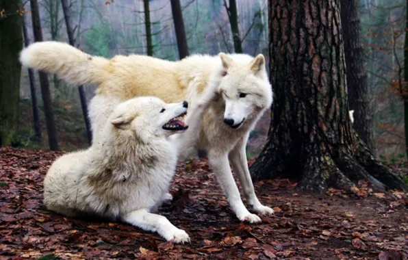 Картинка nature, predator, animal, wolf, wildlife, portrait, portrait., Canis lupus. face