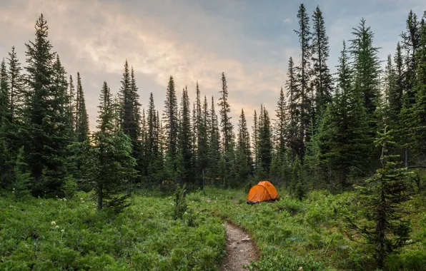 Лес, Природа, палатка
