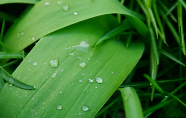 Rain, water, leaf, droplets, Rain drops