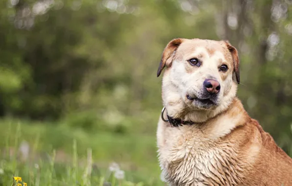 Взгляд, друг, собака
