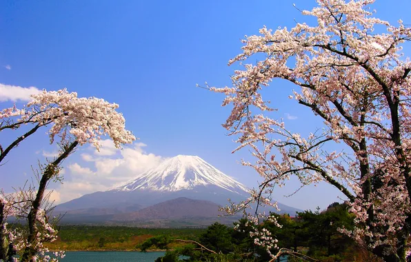 Картинка деревья, озеро, гора, весна, Япония, сакура, Фудзияма