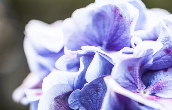 Фиолетовый, макро, цветы, синий, природа, лепестки, загадочность, блюр